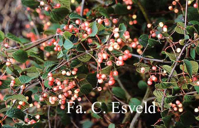 Viburnum betulifolium