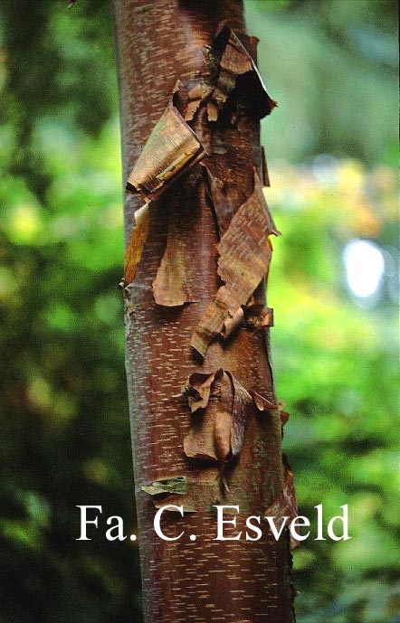 Betula albosinensis