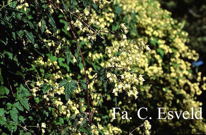Clematis rehderiana