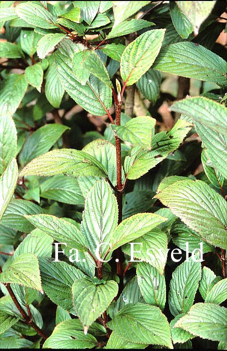 Viburnum grandiflorum