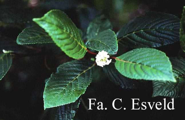 Viburnum grandiflorum foetens