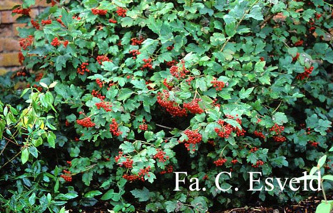 Viburnum opulus 'Notcutt's Variety'