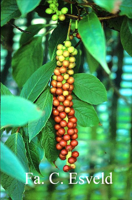 Schisandra grandiflora