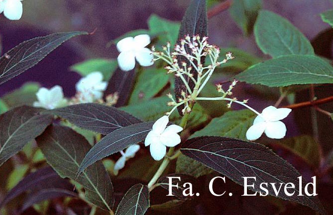 Hydrangea aspera rubusta var. longipes