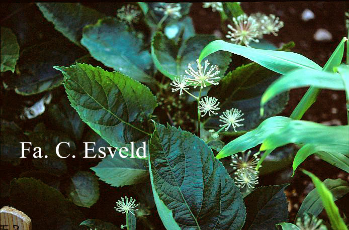 Aralia cachemirica