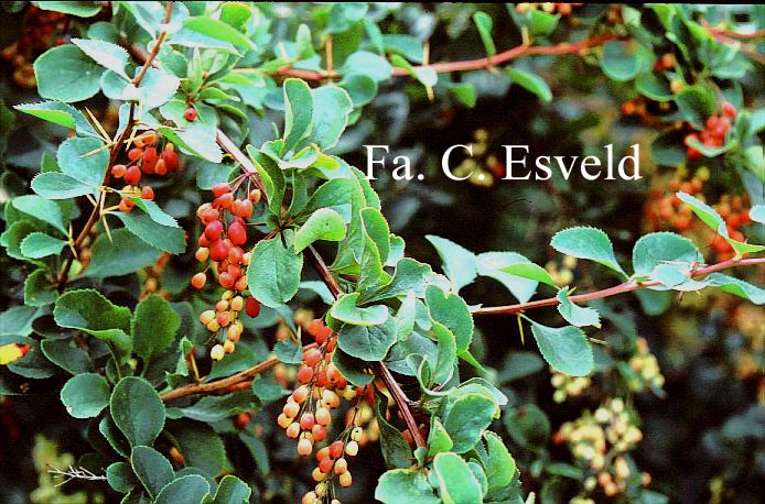 Berberis jamesiana