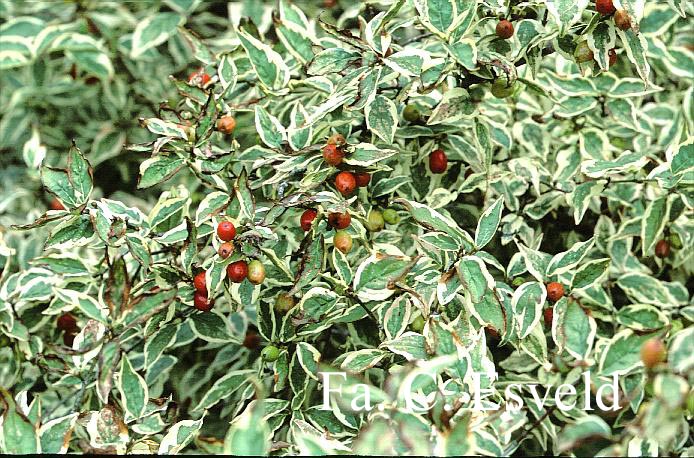 Cornus mas 'Variegata'