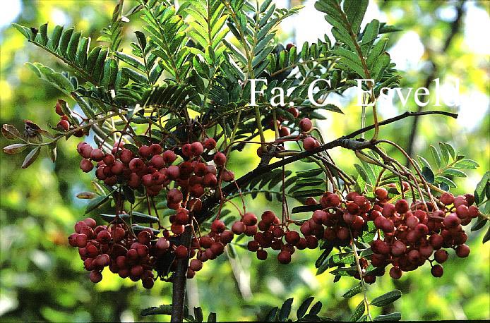 Sorbus vilmorinii