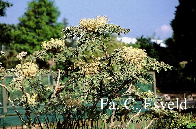 Aralia elata 'Variegata'