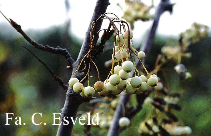 Sorbus frutescens