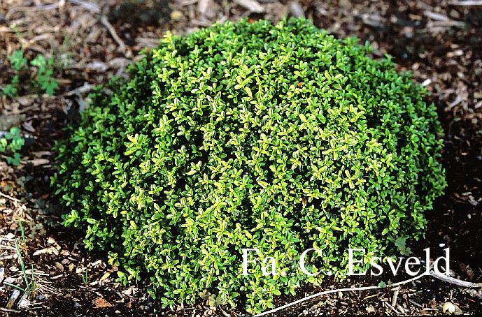 Buxus microphylla 'Grace Hendrick Phillips'