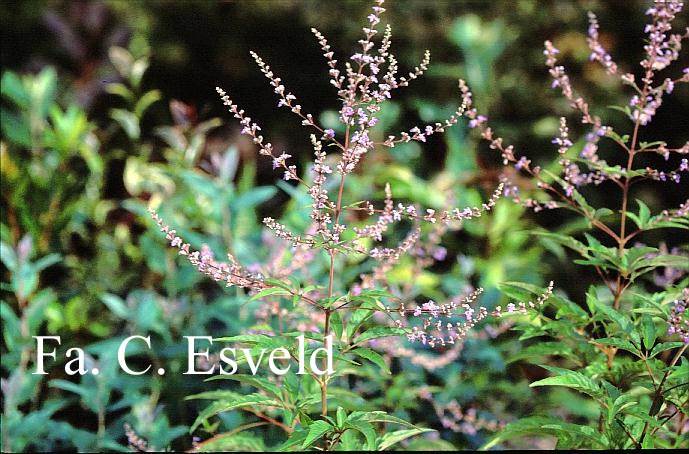 Vitex negundo 'Heterophylla'