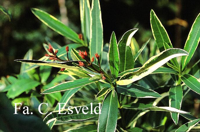 Nerium oleander 'Variegatum'