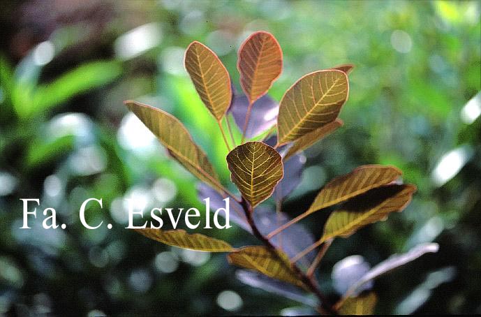 Cotinus coggygria 'Purpureus'