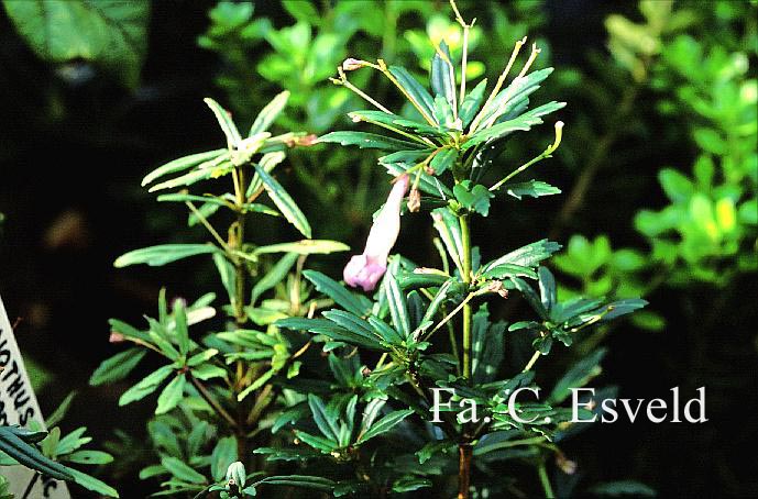 Lysionotus pauciflorus 'Lady Lavender'