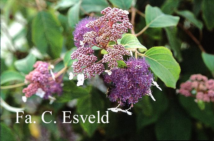 Hydrangea aspera 'Rowallane'