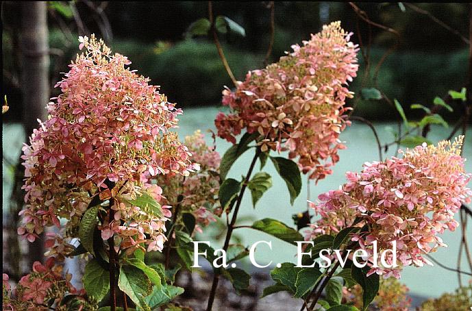 Hydrangea paniculata 'Megapearl'