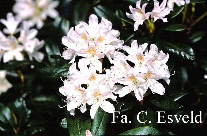 Rhododendron 'Cunningham's White'