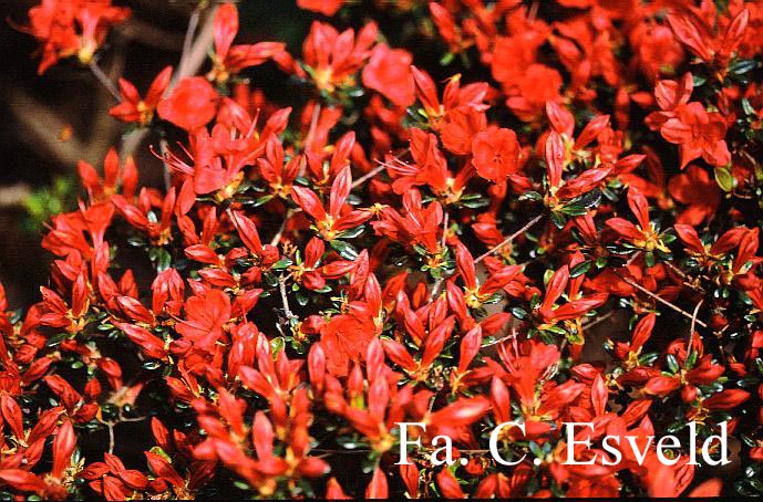 Azalea 'Red Pimpernel'