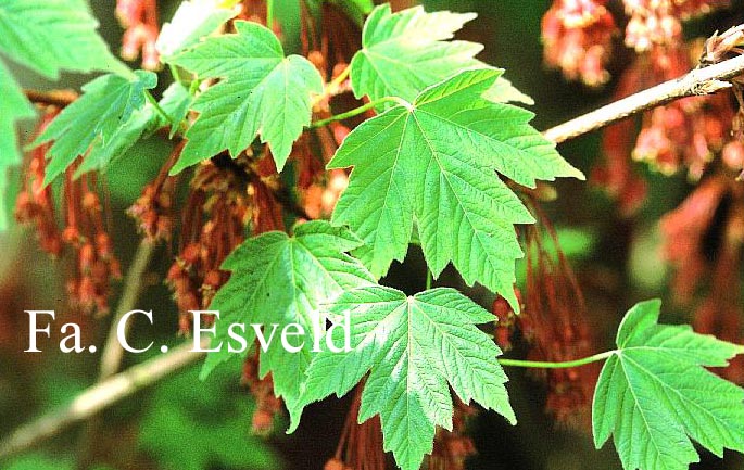 Acer diabolicum