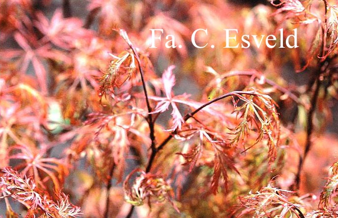 Acer palmatum 'Waterfall'