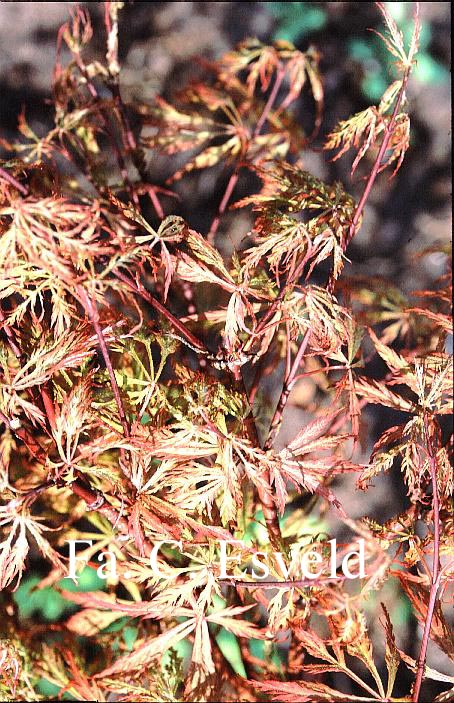 Acer palmatum 'Chantilly Lace'