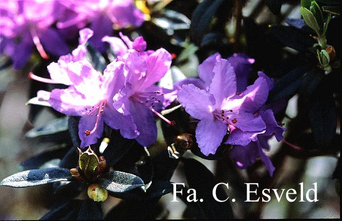 Rhododendron 'Blaumeise'