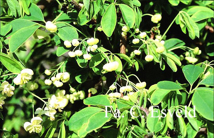 Akebia quinata 'Alba'