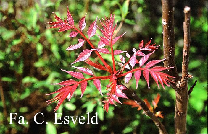 Toona sinensis 'Flamingo'