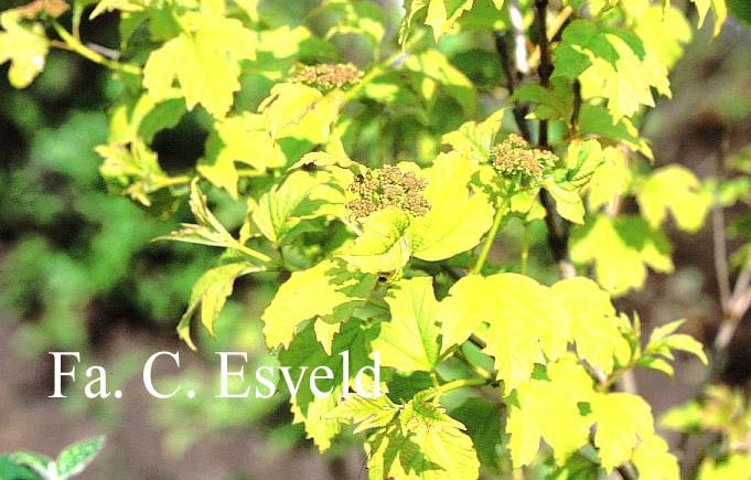 Viburnum opulus 'Aureum'