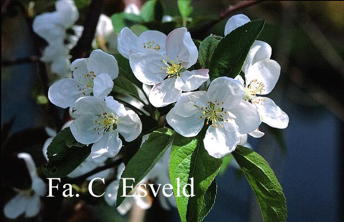 Malus 'Evereste' (PERPETU)