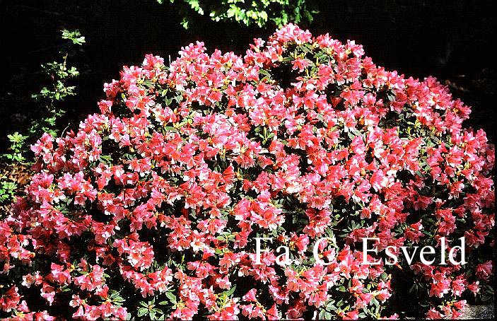 Rhododendron 'Wee Bee'