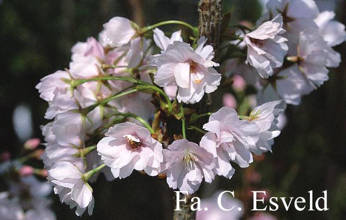 Prunus serrulata 'Amanogawa'