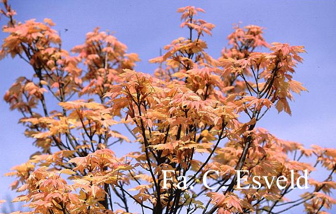 Acer pseudoplatanus 'Brilliantissimum'