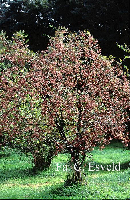 Sorbus hupehensis