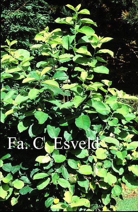 Ehretia dicksonii (13912)