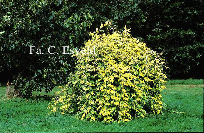 Rubus cockburnianus 'Golden Wall'