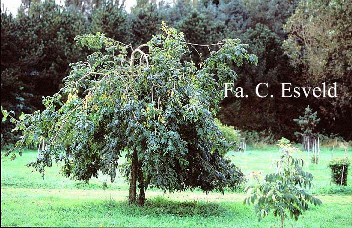 Fraxinus excelsior 'Pendula'