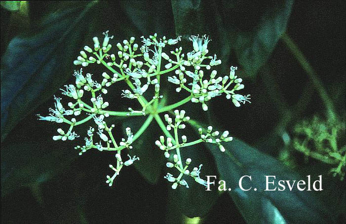 Viburnum cylindricum