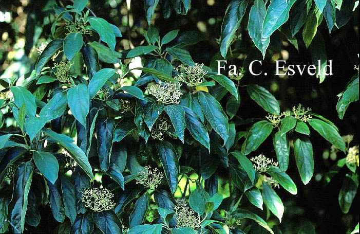 Viburnum cylindricum