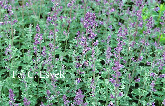 Nepeta 'Walker's Low'