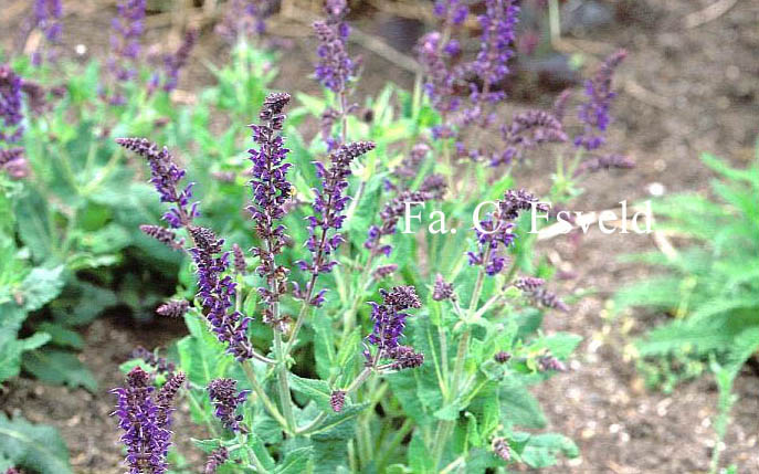 Salvia nemorosa 'Mainacht'