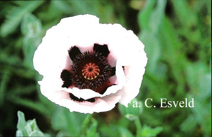 Papaver orientale 'Perry's White'