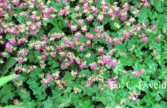 Geranium cantabrigiense 'Cambridge'