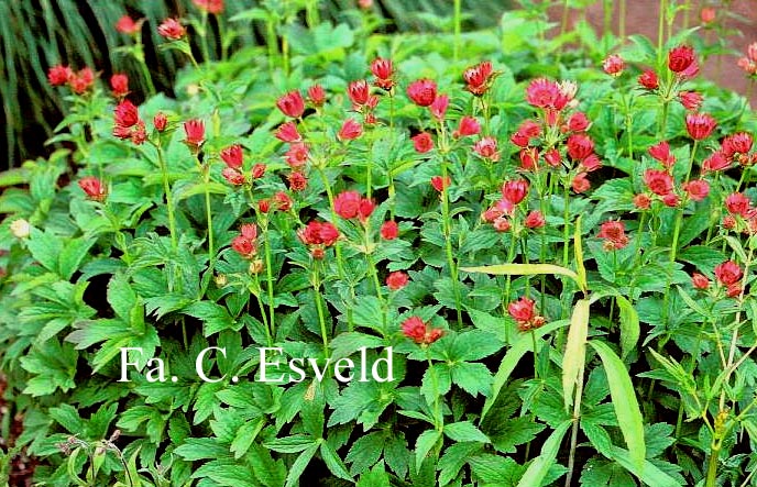 Astrantia major 'Roma'