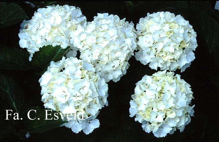 Hydrangea macrophylla 'Neuf'