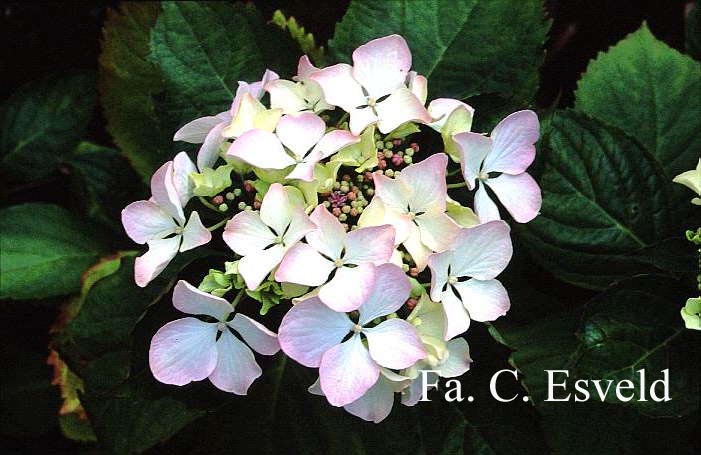 Hydrangea macrophylla 'Great Other'