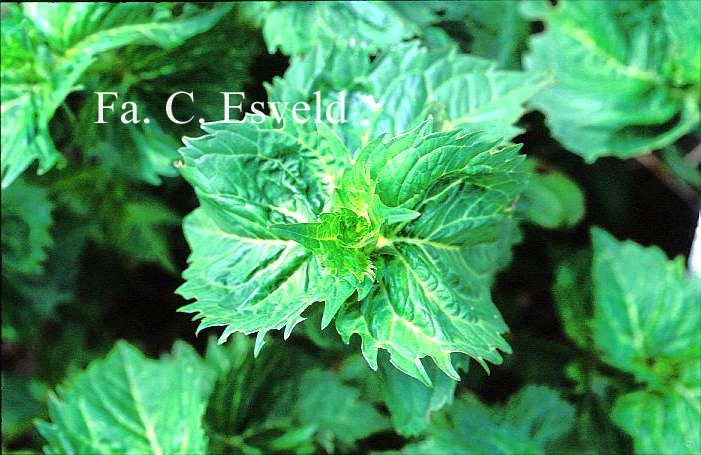 Hydrangea macrophylla 'Pirouette'