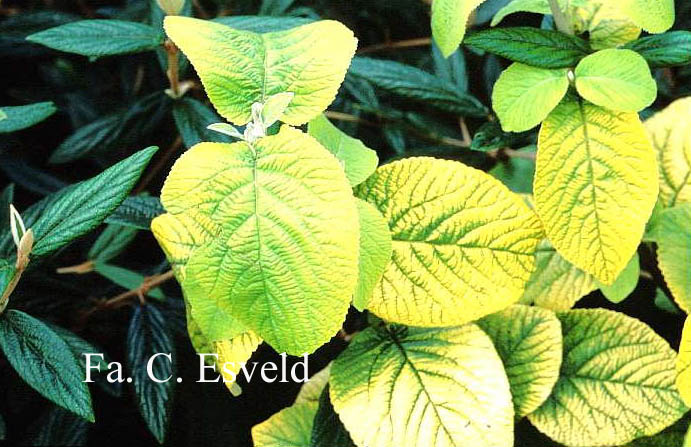 Viburnum lantana 'Aureum'