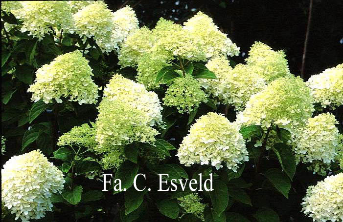 Hydrangea paniculata 'Limelight'